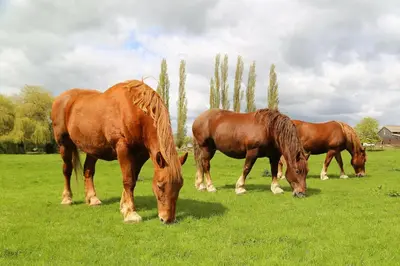 three horses grazing in a field of green grass at The Round House in Kettleburgh