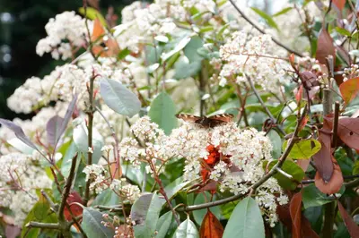 a butterfly is sitting on a white flower at The White House with Studio in Homersfield