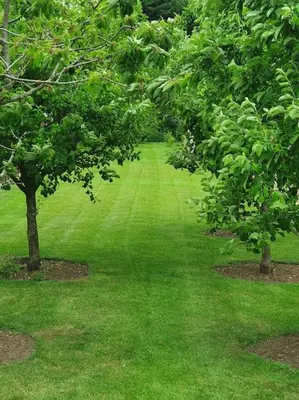 a green lawn with two trees in the middle at Belle Vue Cottage in Downham Market