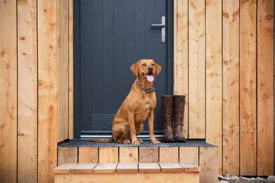a brown dog sitting in front of a door at The Weeping Willow in Bury Saint Edmunds