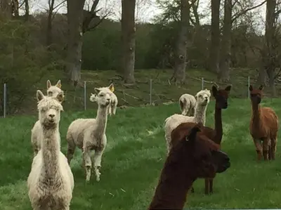 a group of llamas and sheep standing in a field at Super King Bed Suite, Executive office, fast WiFi, free parking in St Ives