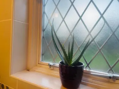 a plant in a vase sitting on a window sill at Super King Bed Suite, Executive office, fast WiFi, free parking in St Ives