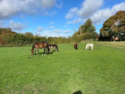 a group of horses grazing in a field at Wimbish Hall Cabins in Wimbish