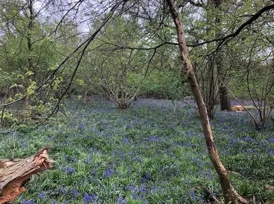 a field filled with blue flowers and trees at The Stables in Colchester