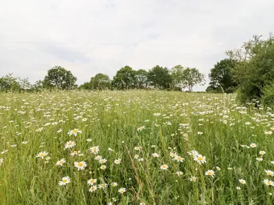 a field of daisies in a field of grass at The Brambles in Colchester