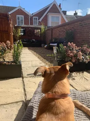 a dog sitting on a rug in front of a house at Stylish 3 bedroom townhouse for 5 guests, set in the medieval grid with off street parking in Bury Saint Edmunds