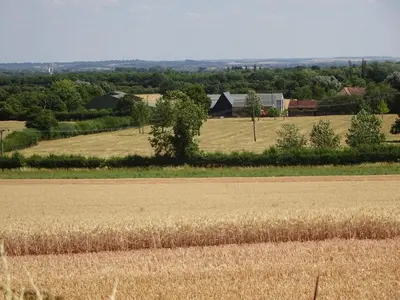 a field of wheat with a farm in the background at Pretty Cottage In Charming Peaceful Village - Easy Commute to Cambridge - Cambridge Homehost in Cambridge