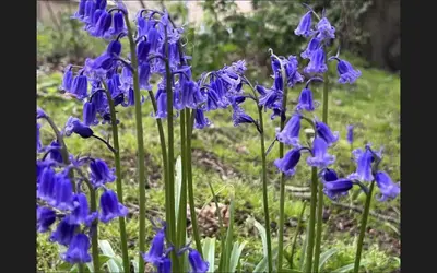 a group of blue irises in a garden at Ipswich-Luxury-Self Catering-Town Centre-Parking in Ipswich