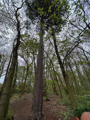 a group of trees in a wooded area at The Grange Luxe2, 5 Bedroom House,Spacious,contractor,family,Internet,free parking,group,study,relocation,easily accessible in Ipswich,Kesgrave in Ipswich