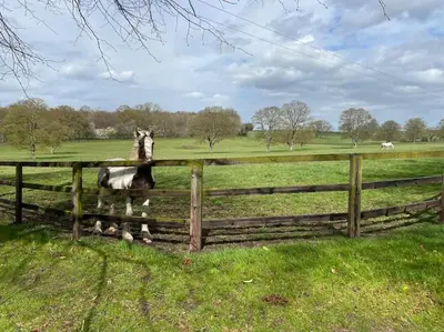 a horse is standing behind a wooden fence at Jersey Cottage in Horseheath