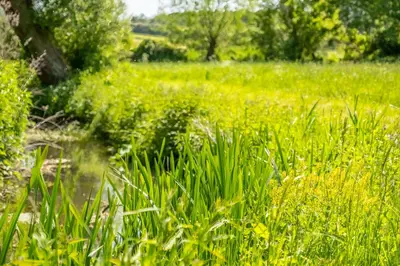 a field of tall green grass with trees in the background at Ultimate Constable Country rural retreat - The Pump House in Colchester