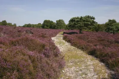a path through a field of purple flowers at 3 Bed in Middleton oc-fdp in Middleton