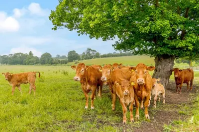 a herd of cows standing next to a tree at 4 Bed in Bramfield oc-sfbri in Bramfield