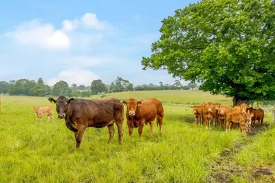 a herd of cows in a field with a tree at 4 Bed in Bramfield oc-sfbri in Bramfield