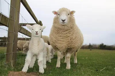 a couple of sheep standing next to a fence at 3 Bed in All Saints South Elmham oc-sfspw in Saint James