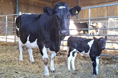 a black and white cow standing next to a baby cow at 3 Bed in All Saints South Elmham oc-sfspw in Saint James