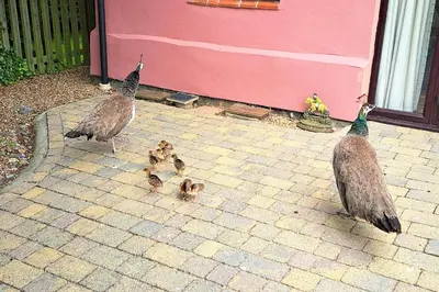 two adult birds and a baby duck standing next to a building at 3 Bed in All Saints South Elmham oc-sfspw in Saint James