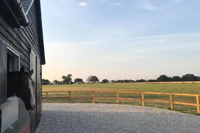 a horse sticking its head out the window of a truck at 2 Bed in Newton oc-swro in Sudbury