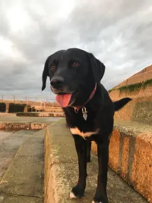 a black dog standing on top of a wall at Harbour Walk in Brightlingsea