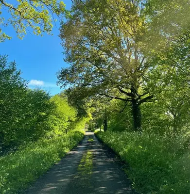 a dirt road with trees on both sides at The Hayloft in Gestingthorpe
